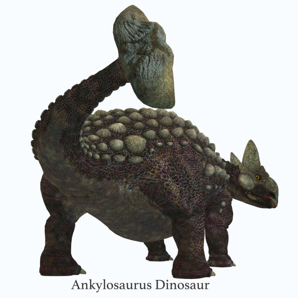 ilustrações de stock, clip art, desenhos animados e ícones de ankylosaurus dinosaur tail with font - anquilossauro