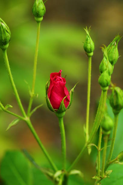 Rosebuds on the branch in the garden. Fuchsia red rosebud on the branch in the garden. Shallow focus background. godspeed stock pictures, royalty-free photos & images