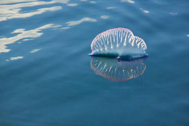 istock The Atlantic Portuguese Man O' War 664350478