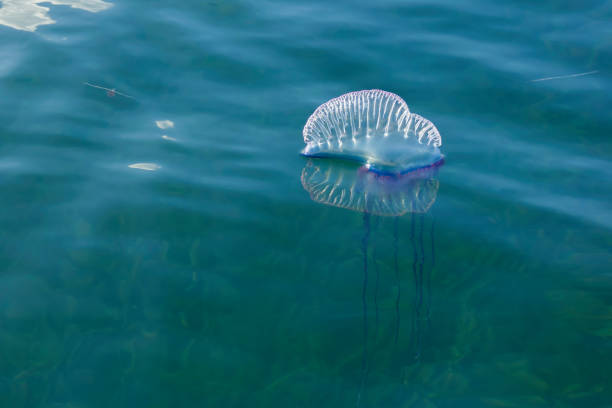 Siphonophore