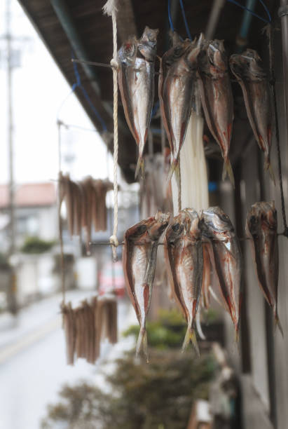 Dried horse mackerel Dried horse mackerel 乾物 stock pictures, royalty-free photos & images