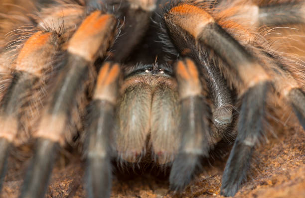 Mexican redknee tarantula shedding it's skin, Brachypelma smithi