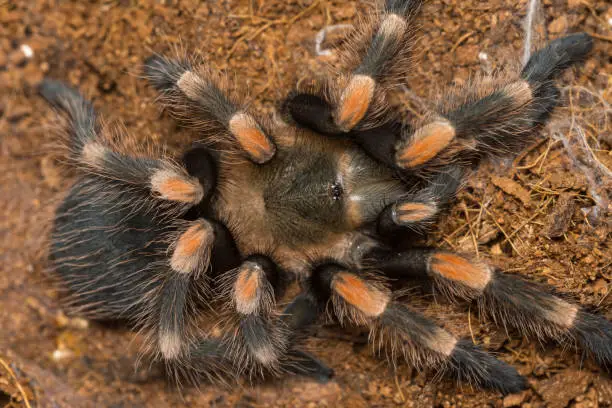 Photo of Mexican redknee tarantula shedding it's skin, Brachypelma smithi