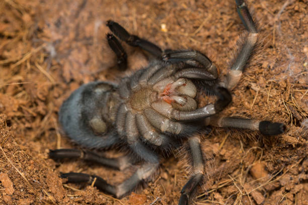 istock Mexican redknee tarantula shedding it's skin, Brachypelma smithi 664357088