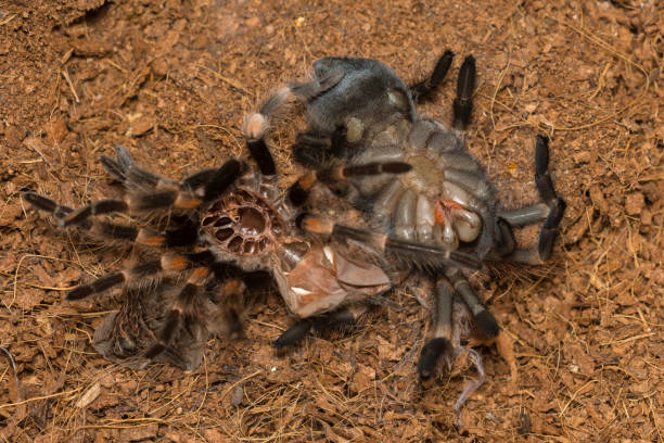 istock Mexican redknee tarantula shedding it's skin, Brachypelma smithi 664357300