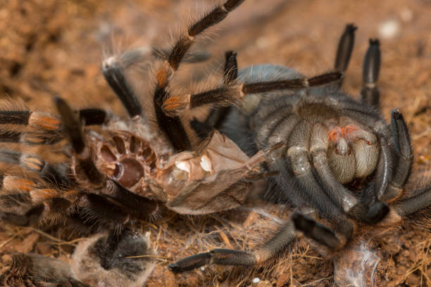 istock Mexican redknee tarantula shedding it's skin, Brachypelma smithi 664357452