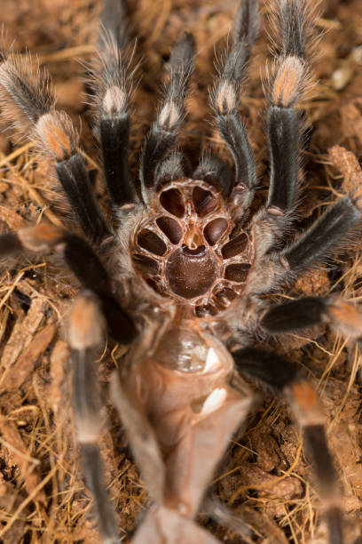 istock Mexican redknee tarantula shedding it's skin, Brachypelma smithi 664359580