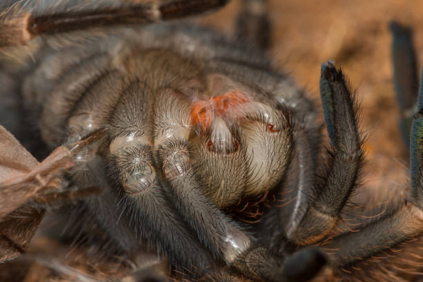 istock Mexican redknee tarantula shedding it's skin, Brachypelma smithi 664359962