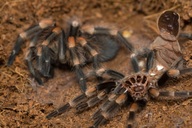 istock Mexican redknee tarantula shedding it's skin, Brachypelma smithi 664360138