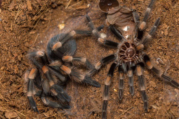 istock Mexican redknee tarantula shedding it's skin, Brachypelma smithi 664360272
