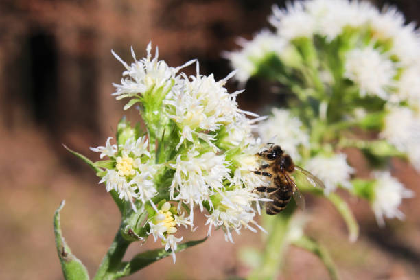 istock Allium ursinum with brown background and bee 664363350