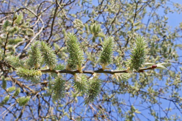 ziege weiden mit blauem himmel - goat willow stock-fotos und bilder