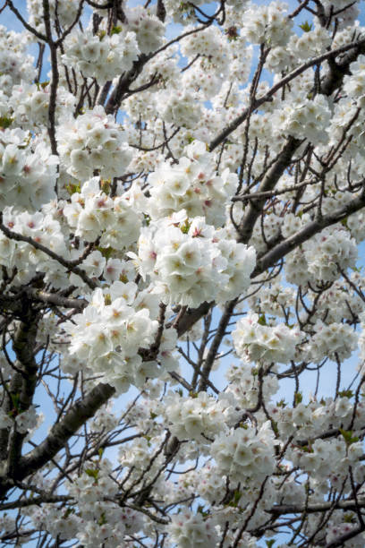 istock Spring blossom in full boom at local park 664363634