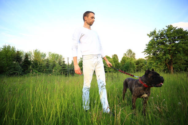 istock pet dog on walk with owner in the Park 664364766