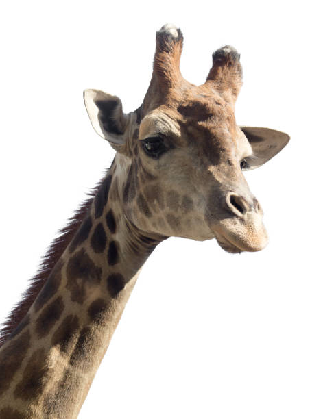 istock Portrait of a giraffe on a white background 664365754