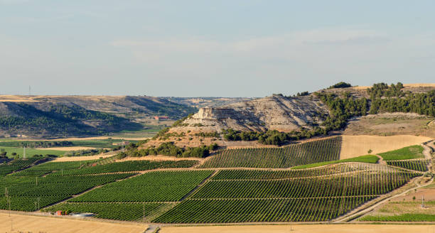 виноградники в пенафиэль - vinifera стоковые фото и изображения