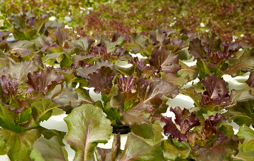 Cultivo de hortalizas hidropónicas orgánicas photo