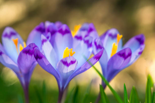 istock Purple flower in nature. 664370900