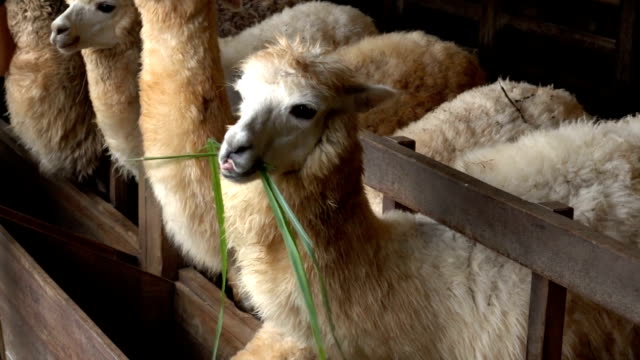 tourist feeding green grass leaves to llama alpacas in animals farm
