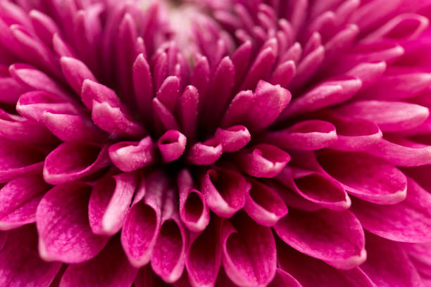 istock red flower chrysanthemum as background. close 664381478