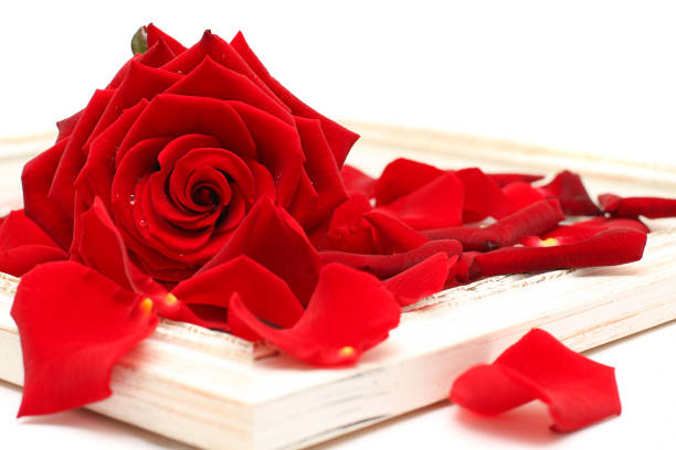 istock Red roses and vintage wooden frame isolated on white 664382140