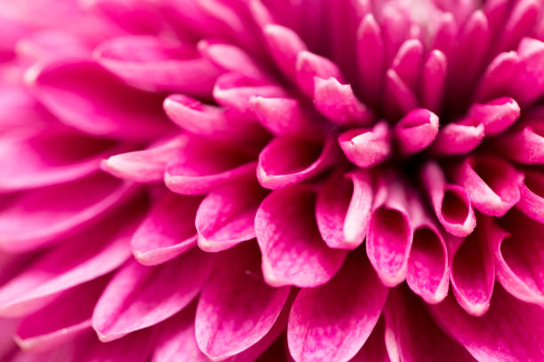 istock red flower chrysanthemum as background. close 664382564