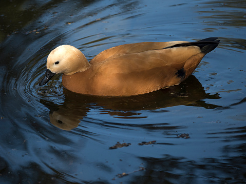 Tadorna ferruginea bird of the family Anatidae own Eurasia and North Africa