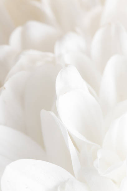 istock white flower peony as the background 664389584