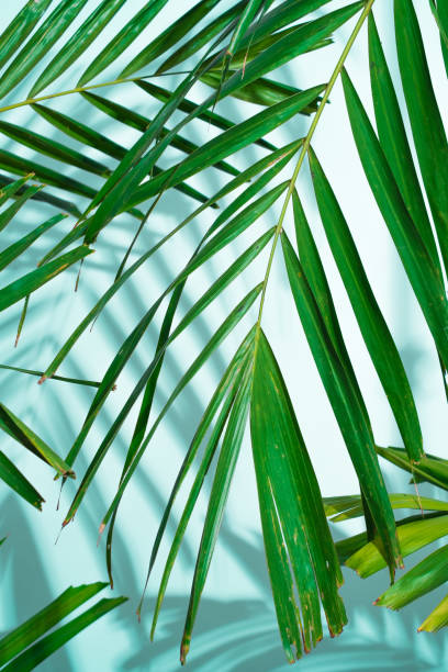 istock Palm leaves on the white background with the ocean blue shadow - soft focus 664389718