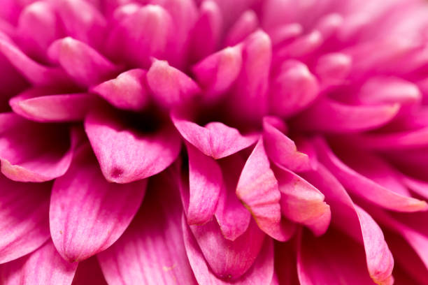 istock red flower chrysanthemum as background. close 664390016