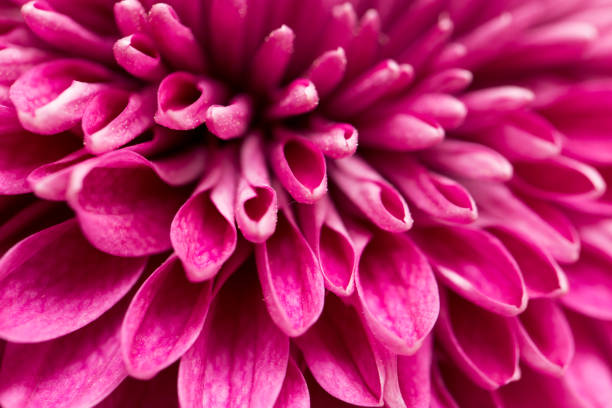 istock red flower chrysanthemum as background. close 664393246