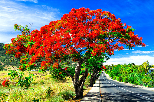 Mauritian flamboyant tree