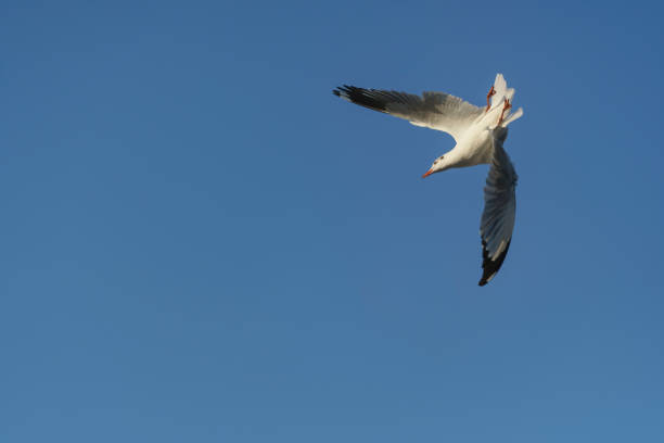 oiseau se retourne sur le ciel clair - action alertness animal bird photos et images de collection