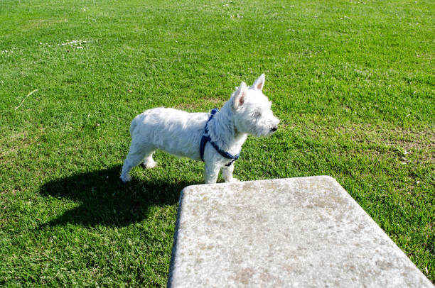 Free Stock Photo of Brown and White Dog Standing on Top of Dirt Field ...