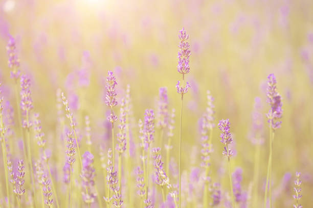 istock Lavender field in Provence,Hokkaido 664403296