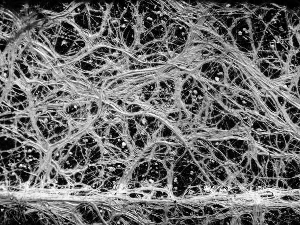 istock Incredible Plant roots like a neural network 664403448