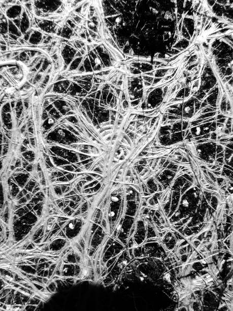 istock Incredible Plant roots like a neural network 664403574