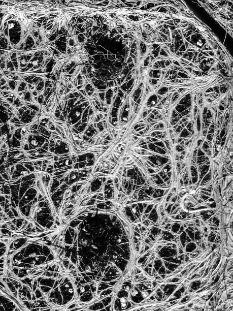 istock Incredible Plant roots like a neural network 664403652