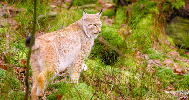 istock Beautiful european lynx cub walking in the forest 664405802