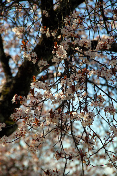 istock Season of Flowers 664405980