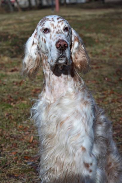 istock English setter face close up on spring grass textired background 664406894