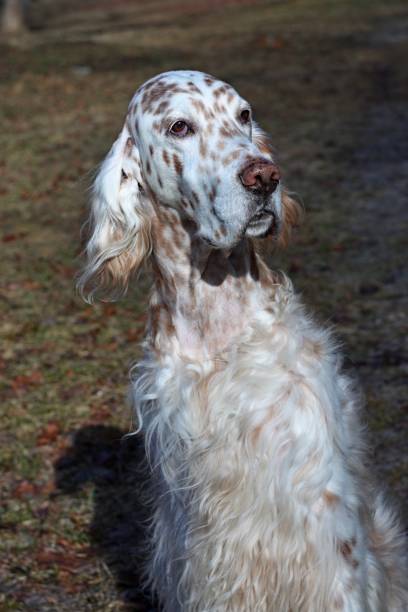 istock Dog posing in the spring park, english setter sitting 664406908