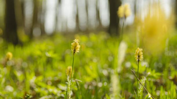 istock the flowers of spring 664409488