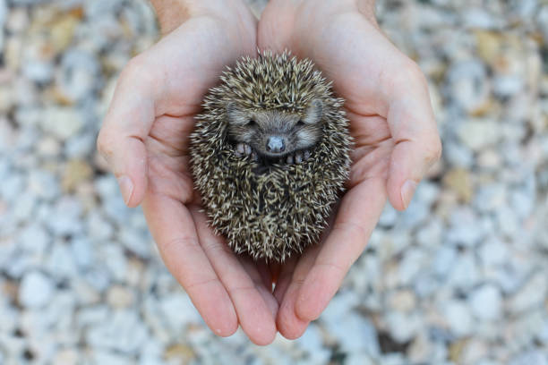 Environment protection: Little animal - hedgehog in human hand (shallow depth of field)