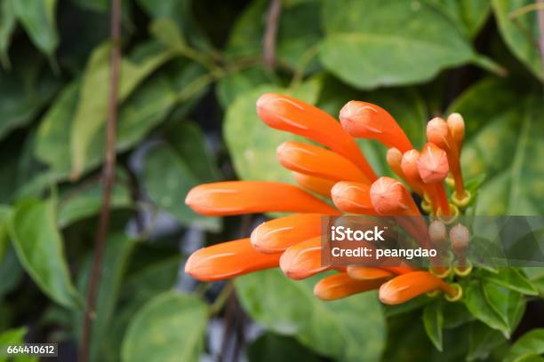 Bunga Api Sunsert Bunga Terompet Atau Bunga Api Anggur Apicracker Di Taman Foto Stok ...