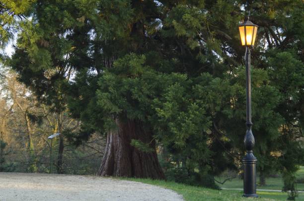 istock redwood in garden 664410644