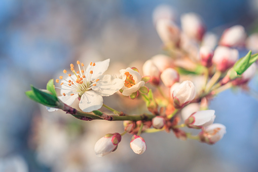 Blossoming of fruit tree during spring. View close-up of branch with white flowers and buds in bright colors. Selective Focus and blur background.