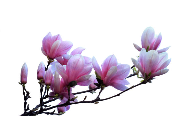 istock Blooming pink magnolia branch over white 664413468