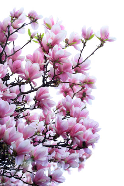 istock Blooming pink magnolias over white 664413518