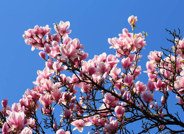 istock Blooming pink magnolias 664413818